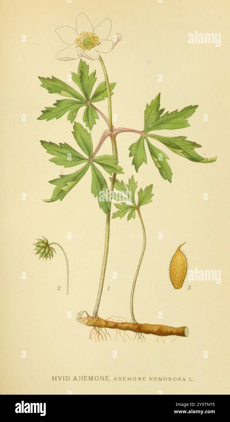Plants distinctive palmate structure hi-res stock photography and ...