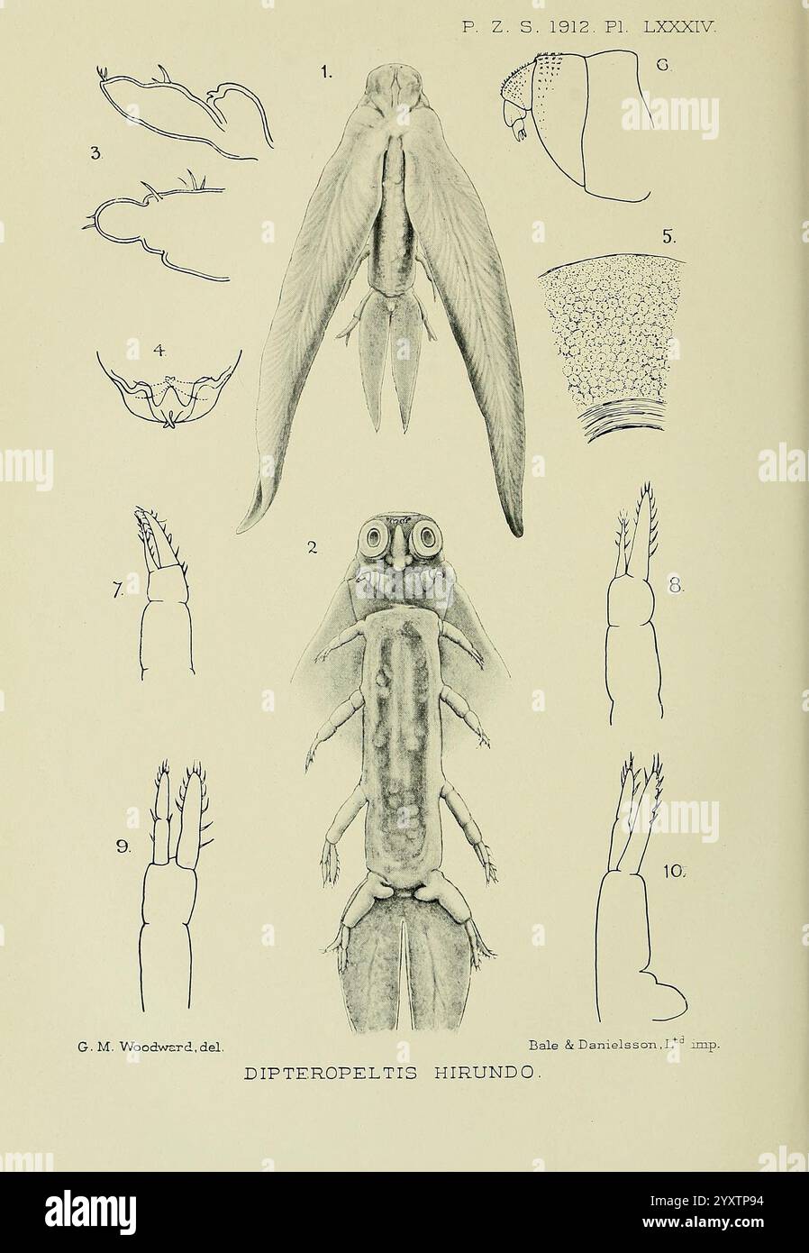 Proceedings of the Zoological Society of London, London, Academic Press ...