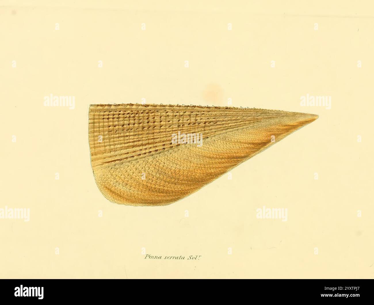 Conchologia systematica, or Complete system of conchology London ...