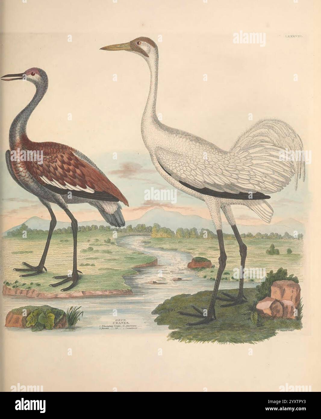 Illustrations of the American Ornithology of Alexander Wilson and ...