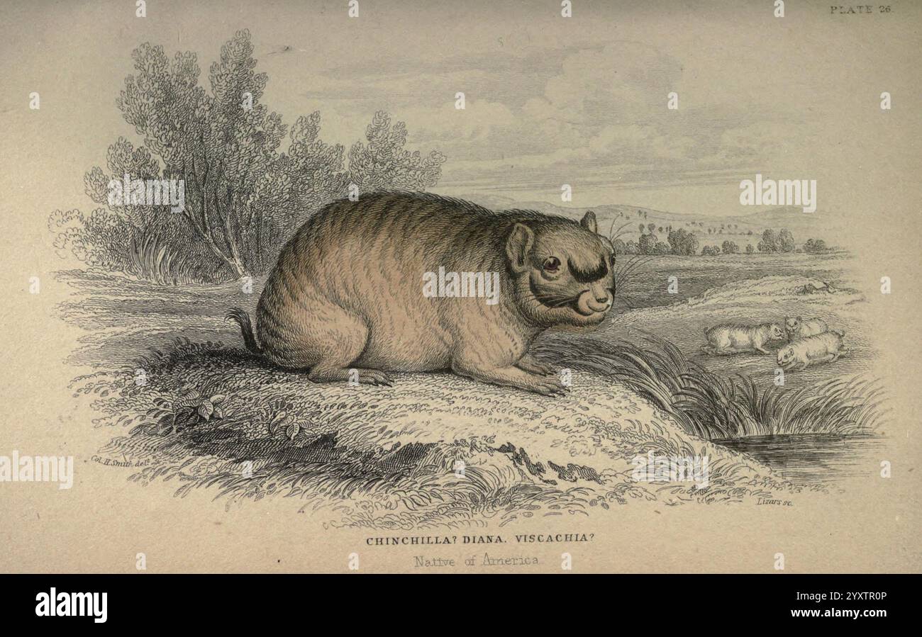 Two smaller creatures hi-res stock photography and images - Alamy