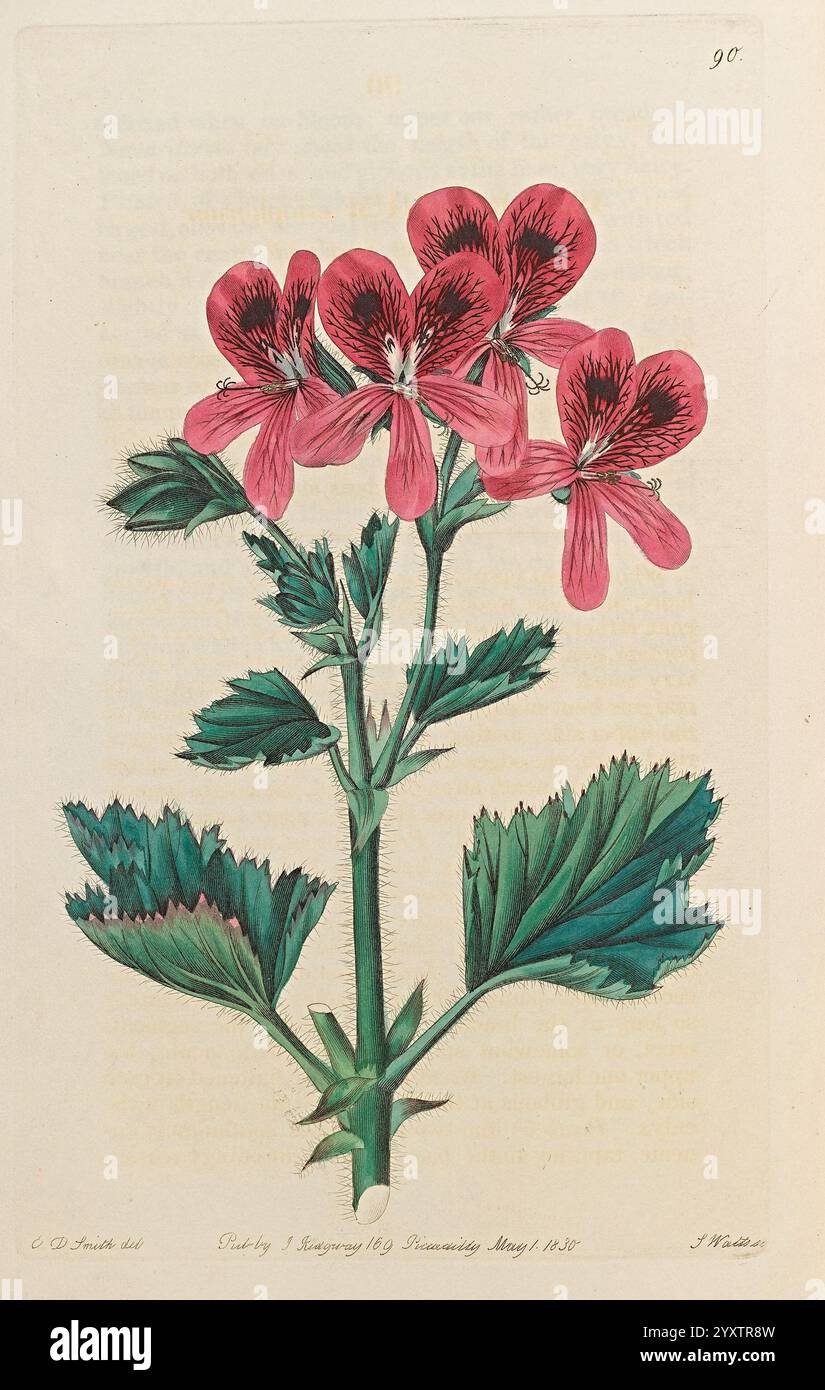 Geranium Botany Geraniaceae, London, Printed for James Ridgway, Piccadilly, 1820-1830 ...