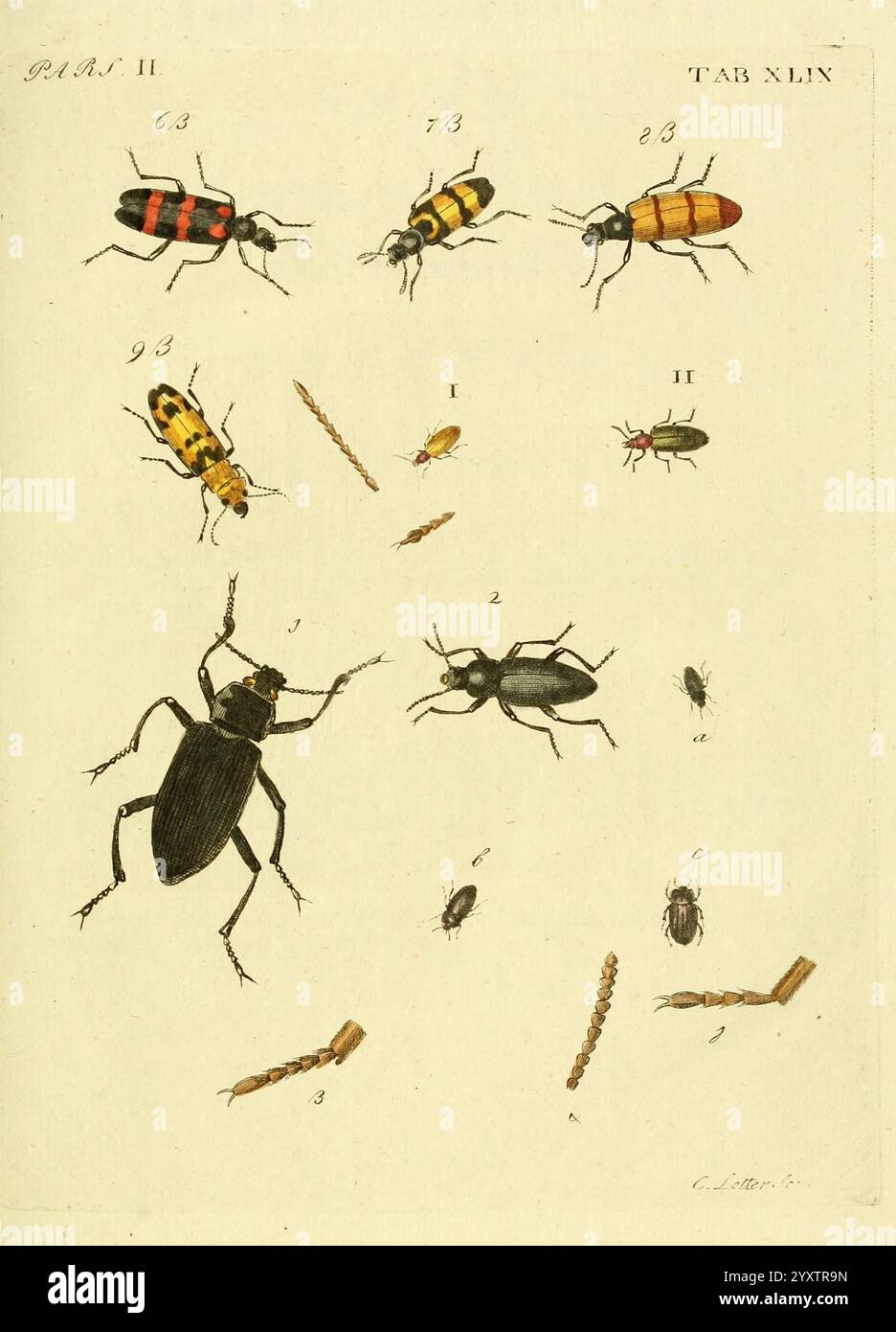 Alongside several smaller insects hi-res stock photography and images ...