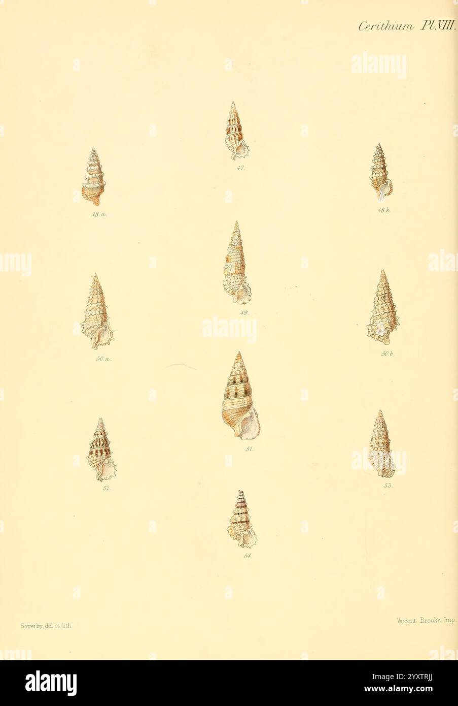 Conchologia iconica, or Illustrations of the shells of molluscous ...