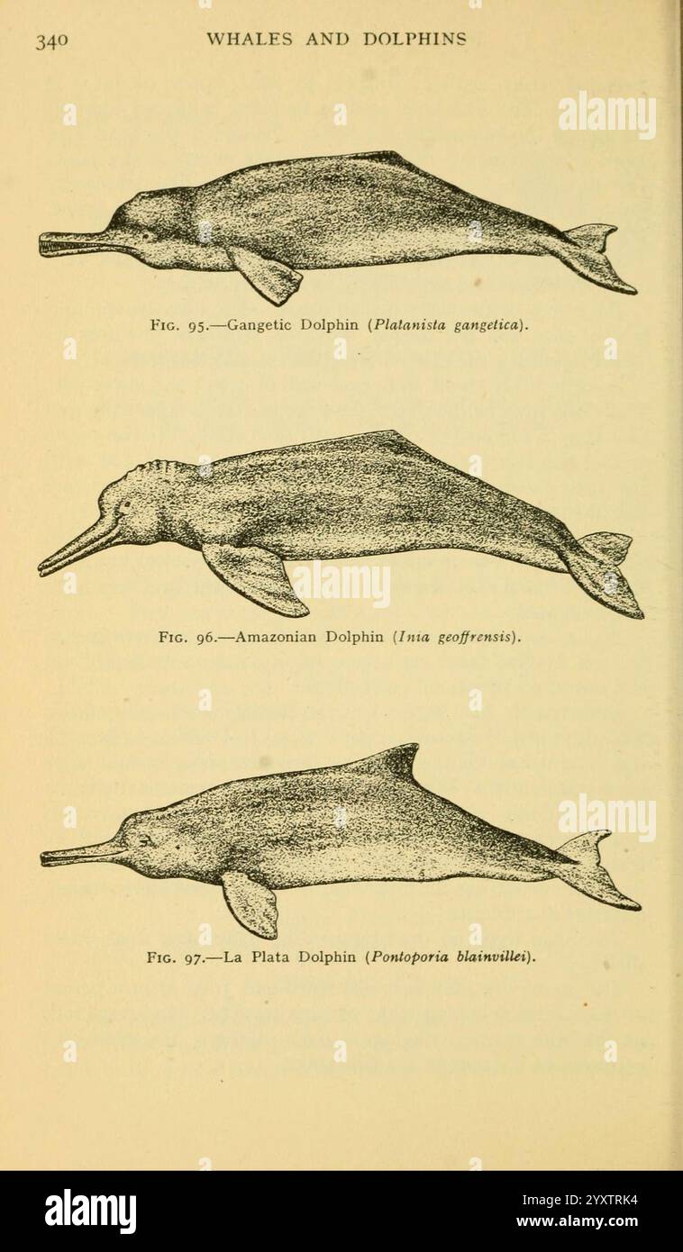 Field book of giant fishes New York, G. P. Putnam [1949] whales ...