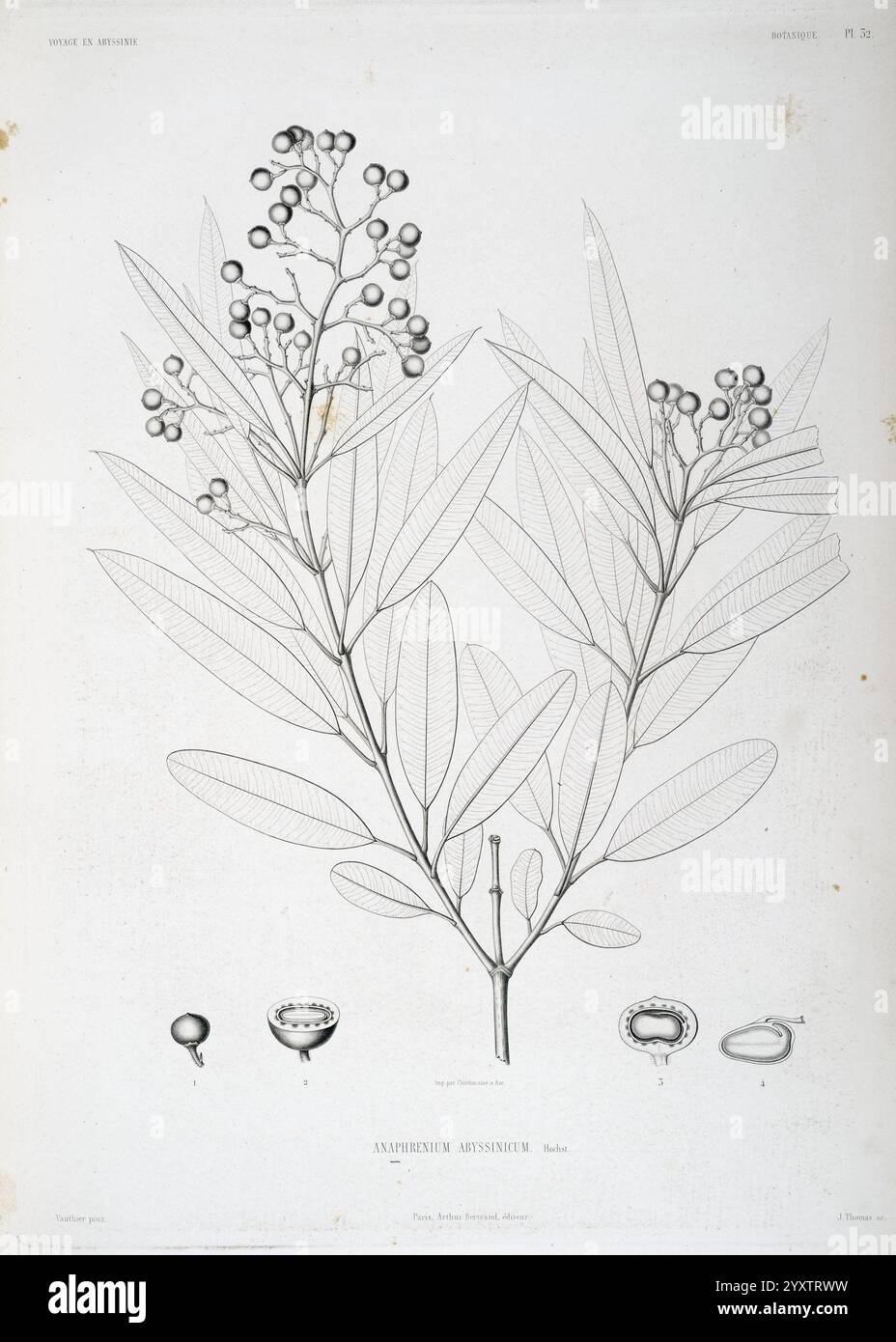 Tentamen florae Abyssinicae, Parisiis, Arthus Bertrand, 1847-1851, The ...