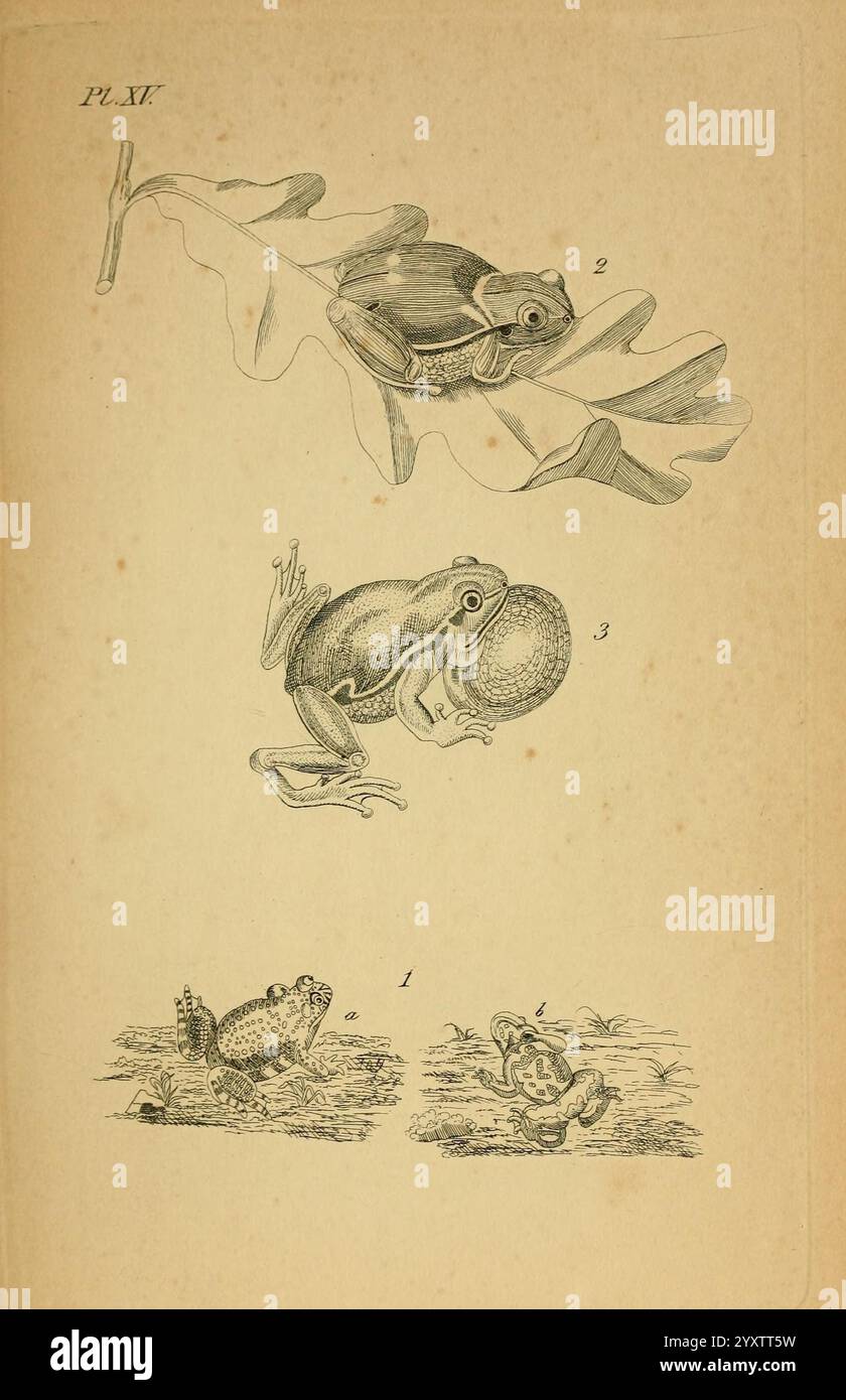Icones amphibiorum, Hafniae, C. Steen, 1835, amphibians, reptiles ...