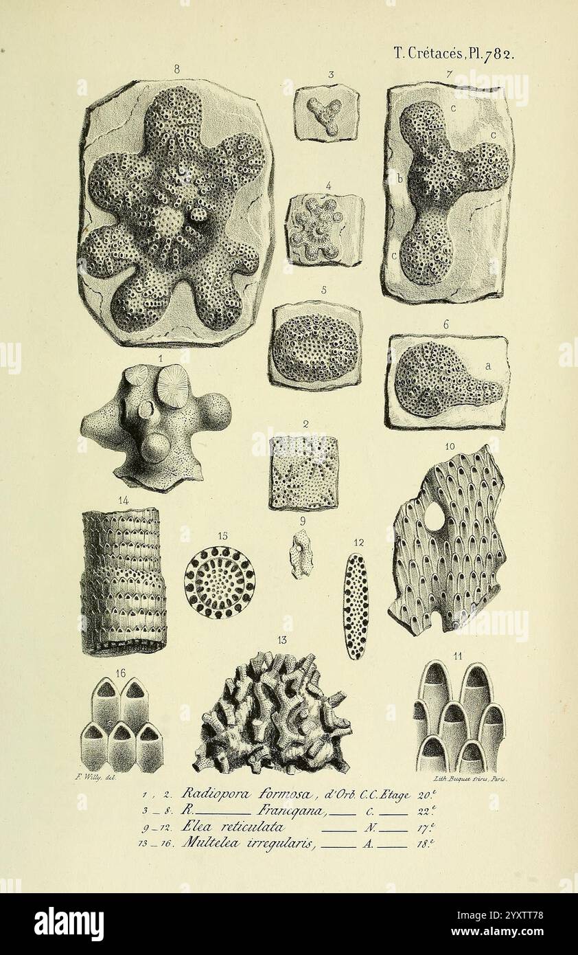 Paléontologie, Française, Paris, Chez l'auteur, 1840-1894, France, Paleontology, Jurassic, Tertiary, Cretaceous, Paleobotany, Mollusk fossil, Sea urchin fossil, Fossil stories, A collection of intricate and diverse microscopic structures, showcasing various forms of radiolarians and other siliceous organisms. Each specimen is numbered and displayed in a systematic arrangement, highlighting their unique shapes and textures. The collection includes a range of morphological features such as spines, skeletons, and network-like patterns, illustrating the complexity of these tiny life forms. The acc Stock Photo