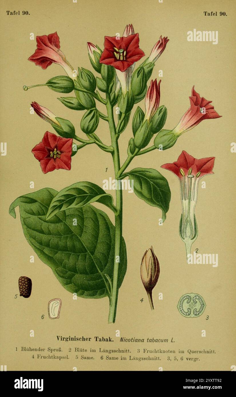 are tobacco plants poisonous Tobacco plant drawing hi-res stock photography and images