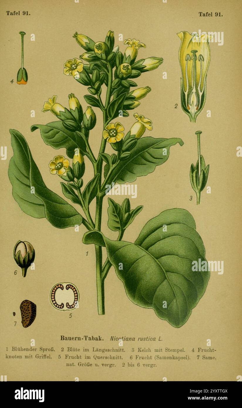 tobacco plant morphology Tobacco flower seeds hi-res stock photography and images
