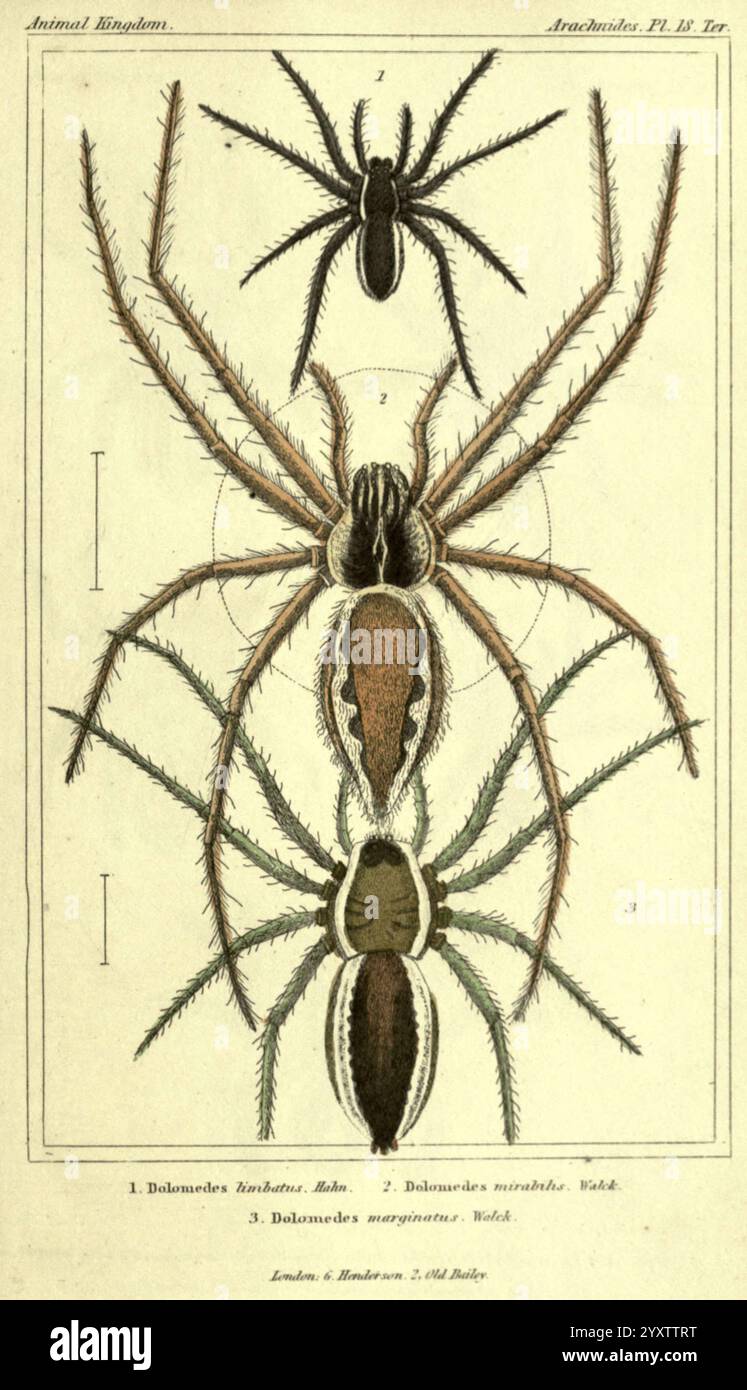Spider Reference Featuring multiple specimens labeled hi-res stock photography and ...