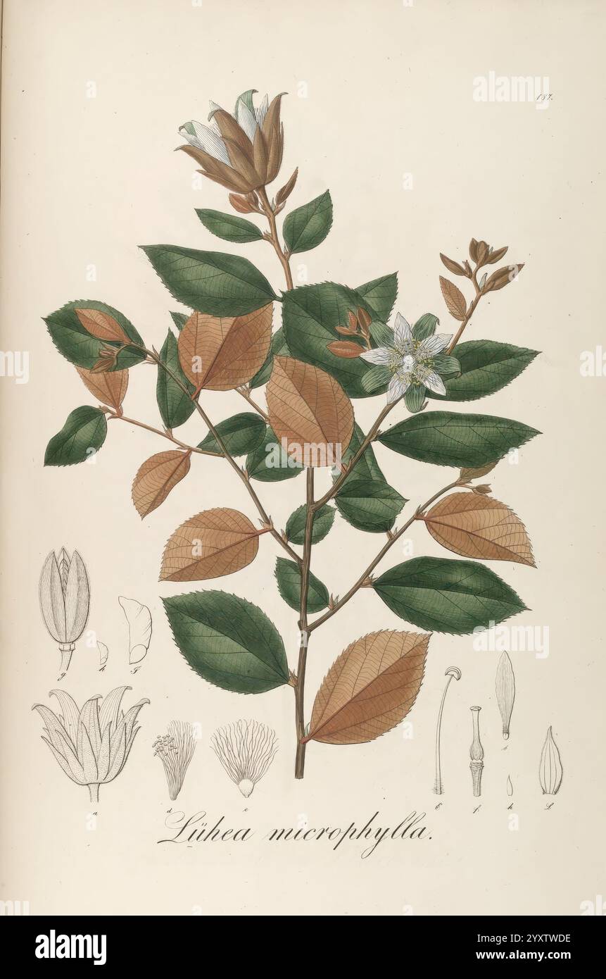 Plantarum Brasiliae icones et descriptiones hactenus ineditae ...