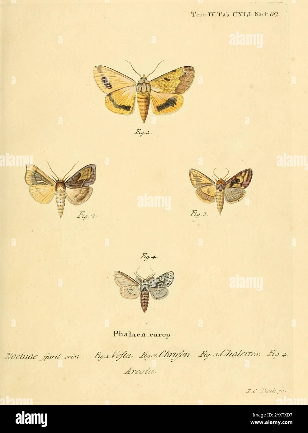 Labelled Moth Intricately detailed moth species hi-res stock photography and images ...