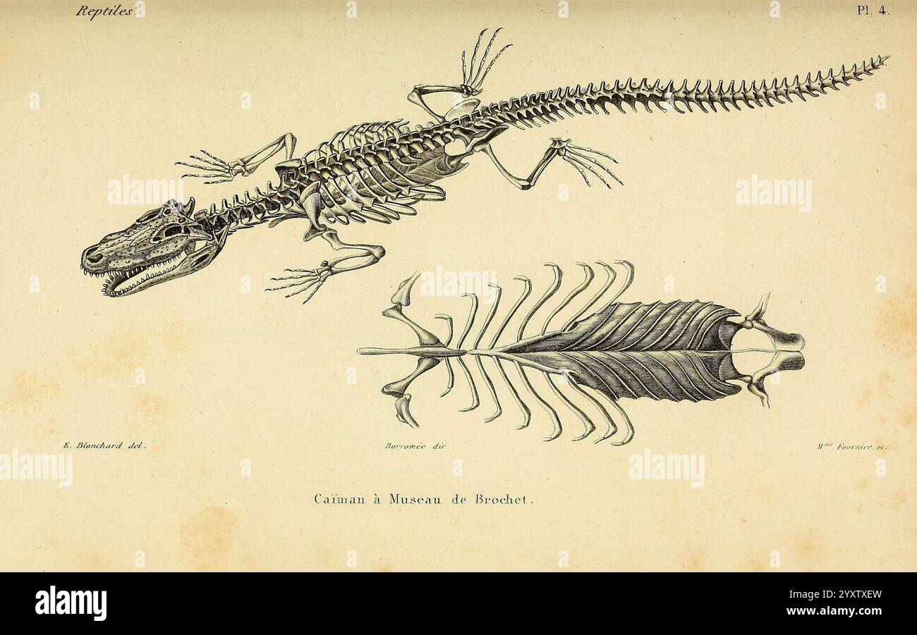 Reptile Ribs Erpétologie générale, ou, Histoire naturelle complète des reptiles ...