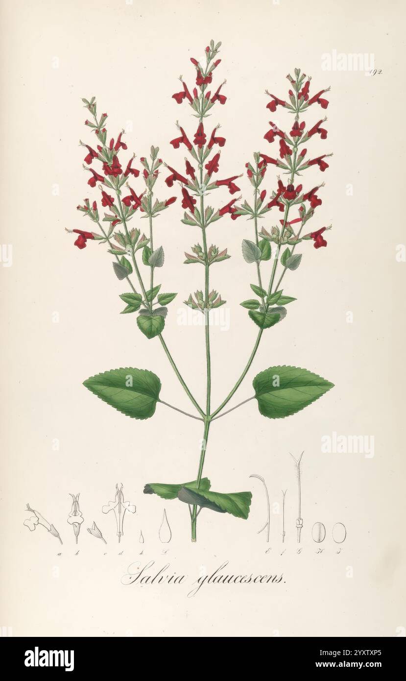 Plantarum Brasiliae icones et descriptiones hactenus ineditae ...