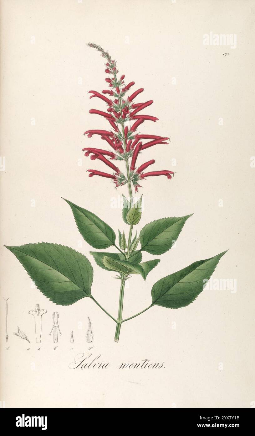 Plantarum Brasiliae icones et descriptiones hactenus ineditae ...
