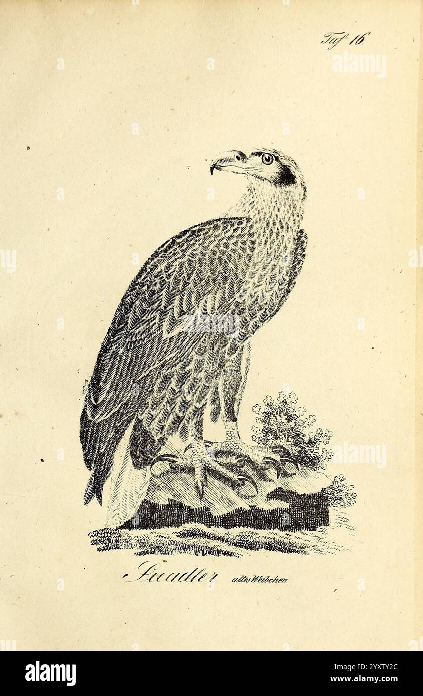 Standing position atop hi-res stock photography and images - Alamy