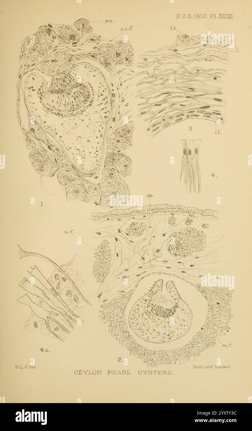 proceedings-of-the-zoological-society-of-london-london-academic-press