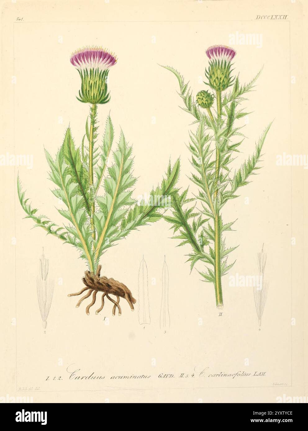 Spears thistle hi-res stock photography and images - Alamy