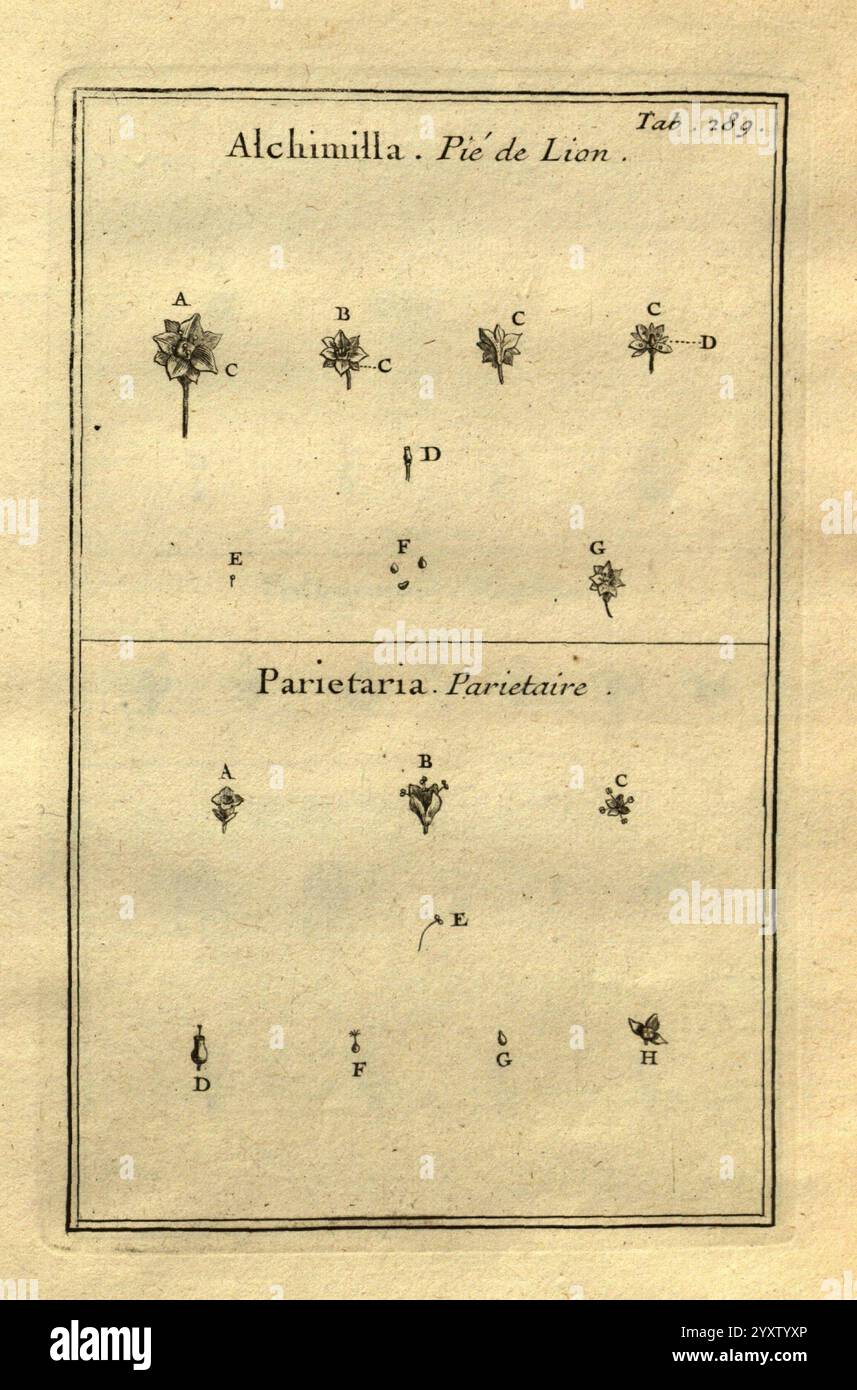 Several labeled botanical drawings hi-res stock photography and images ...