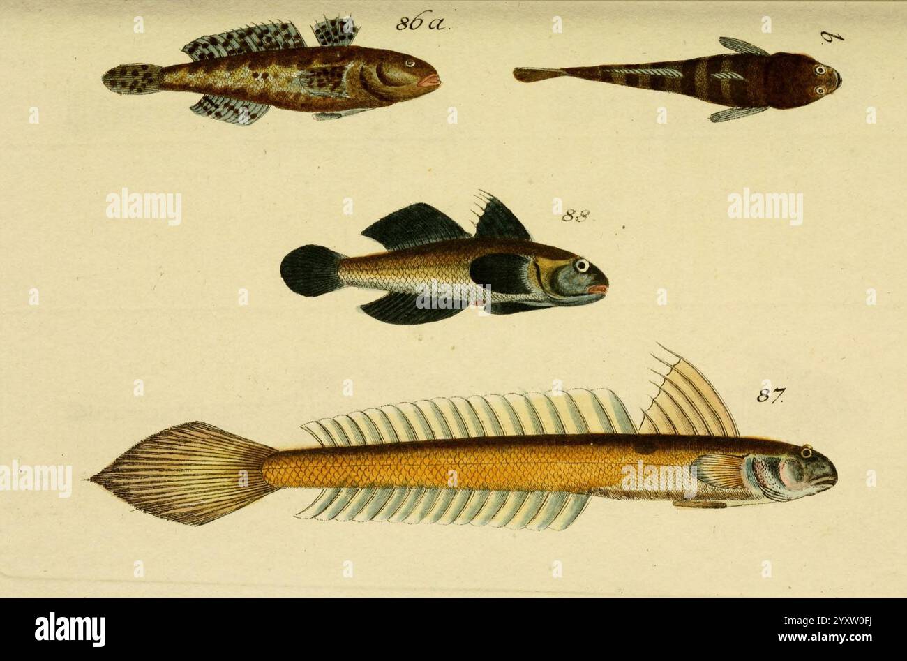 Abbildung und beschreibung der fische nurnberg samuel wintersch hi-res ...