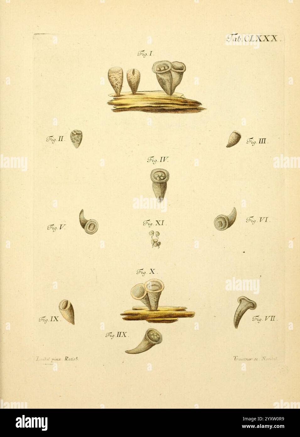 Documenting various species hi-res stock photography and images - Alamy