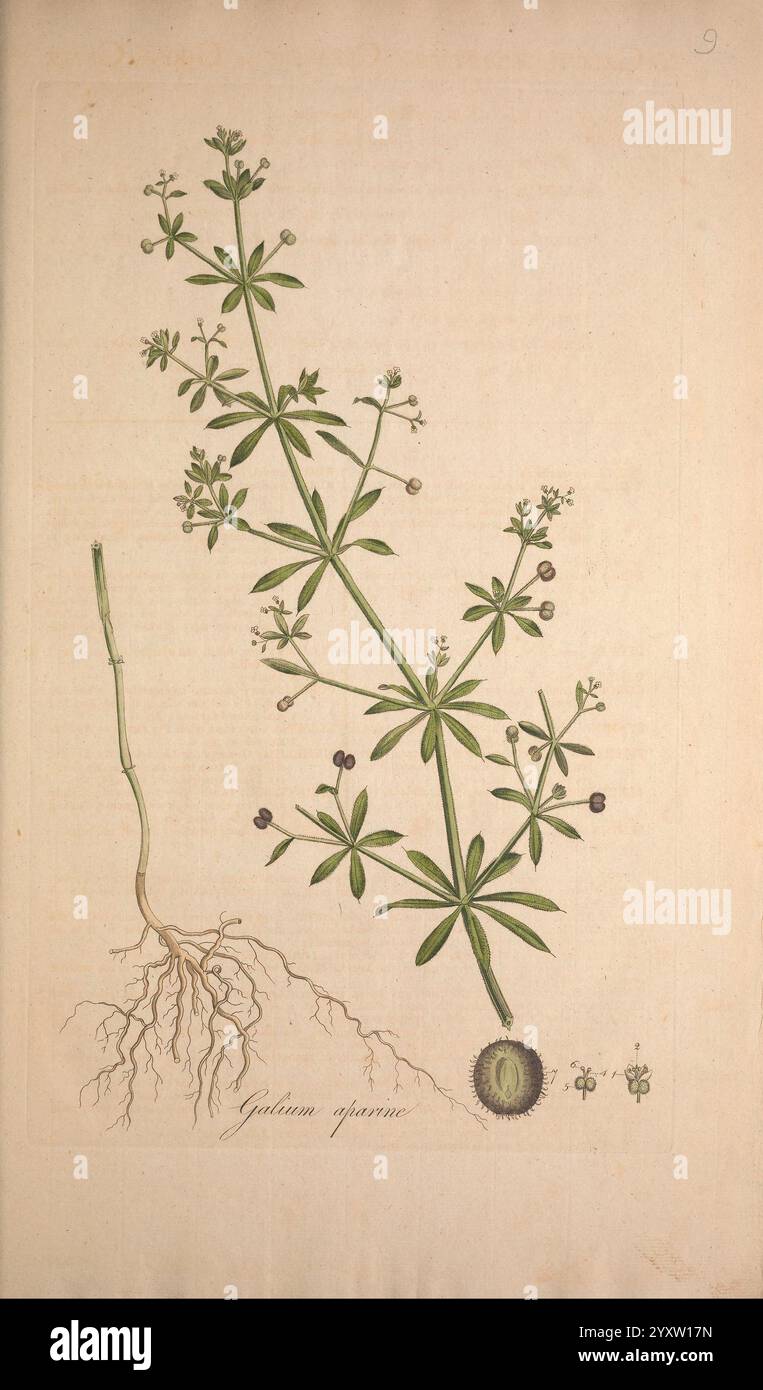Plant galiium aparine hi-res stock photography and images - Alamy