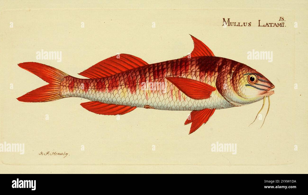 Lata fish hi-res stock photography and images - Alamy