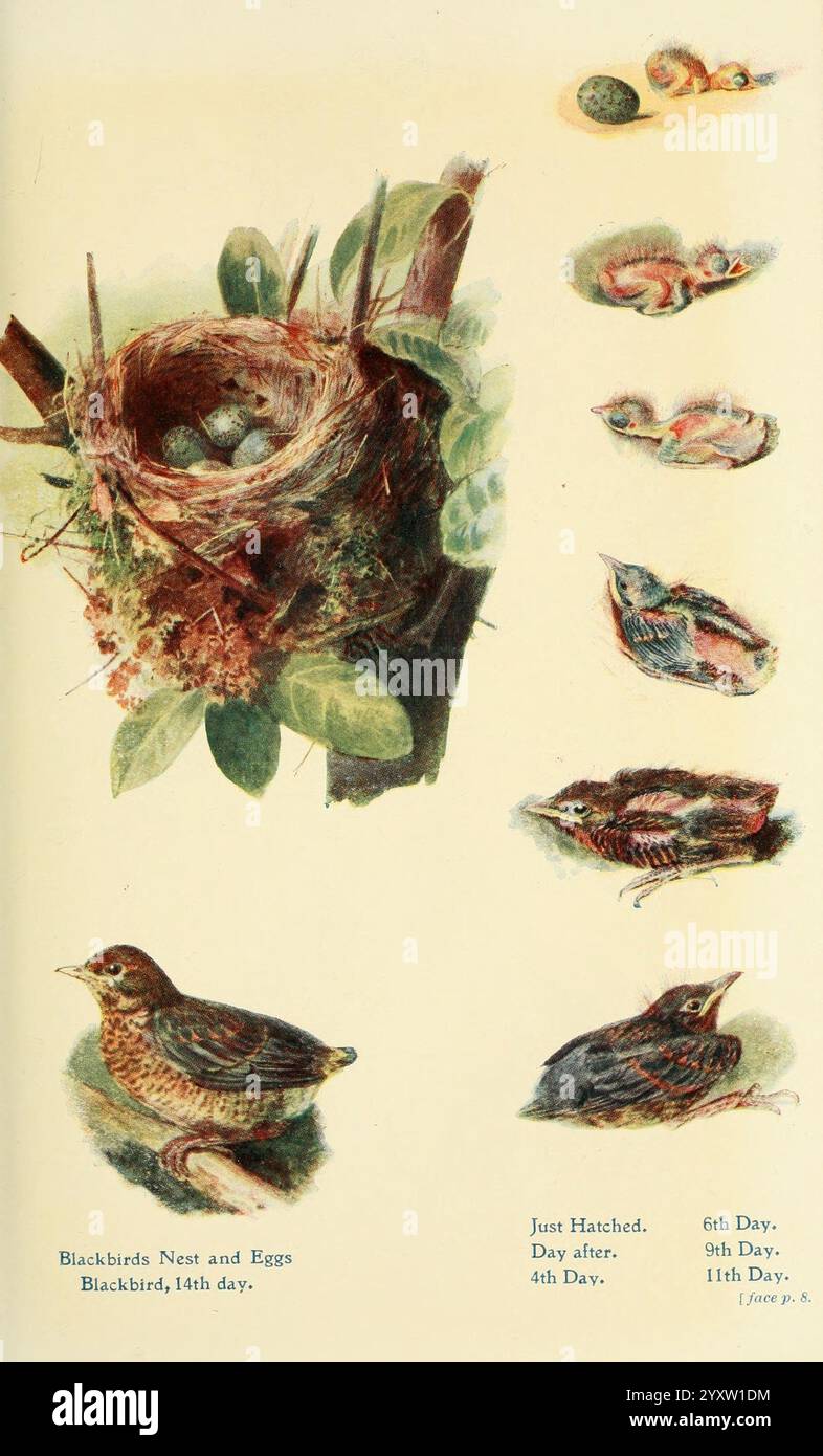 Blackbird chick hatching hi-res stock photography and images - Alamy
