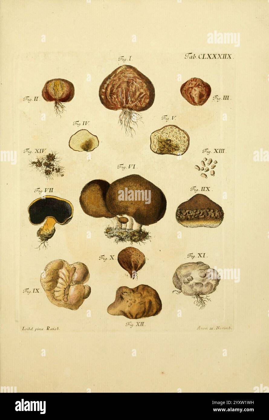 Knobby forms hi-res stock photography and images - Alamy