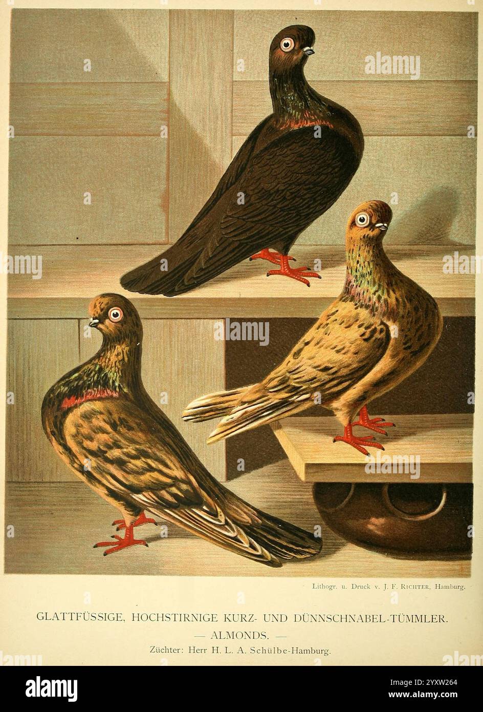 Pigeon Color Variations Illustrirtes Mustertauben-Buch Hamburg Druck und Verlag von J.F ...