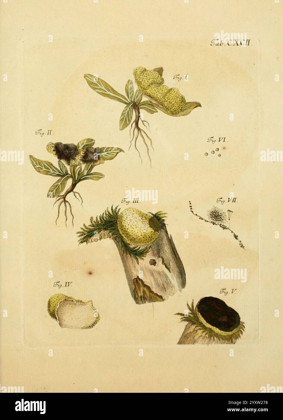 Fungorum qui in Bavaria et Palatinatu circa Ratisbonam nascuntur icones ...