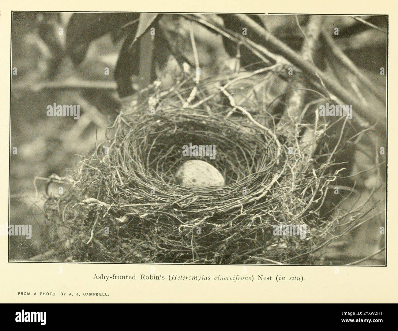 Natural architecture of avian craftsmanship hi-res stock photography ...