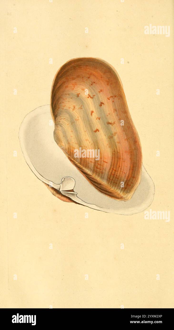 The natural history of British shells. v.1-3. London, Printed for the ...