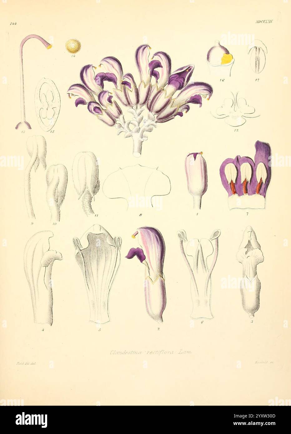 Composition highlights intricate floral structures hi-res stock ...