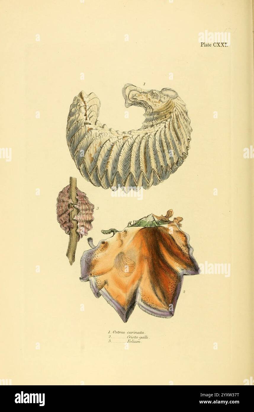 Top section displays three distinct shell forms hi-res stock ...