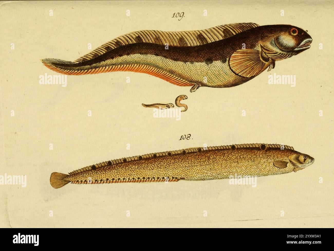 Larger catalog of aquatic species hires stock photography and images