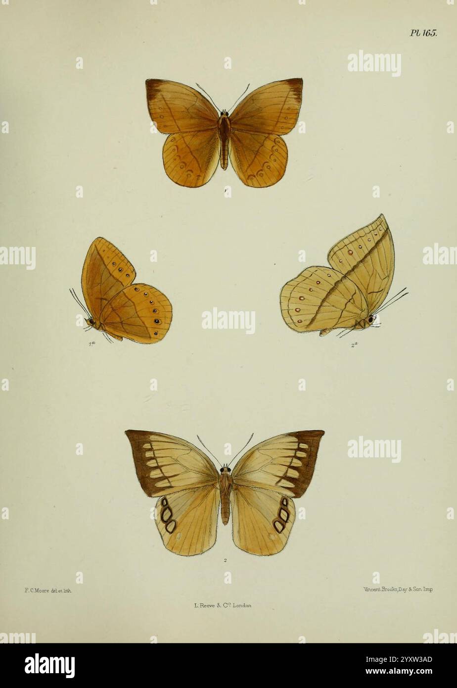 Display intricate anatomical features hi-res stock photography and ...