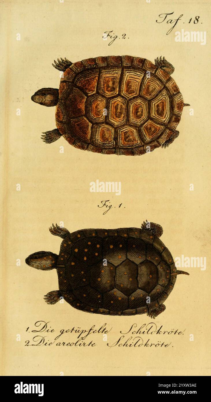 Unique shell designs hi-res stock photography and images - Alamy