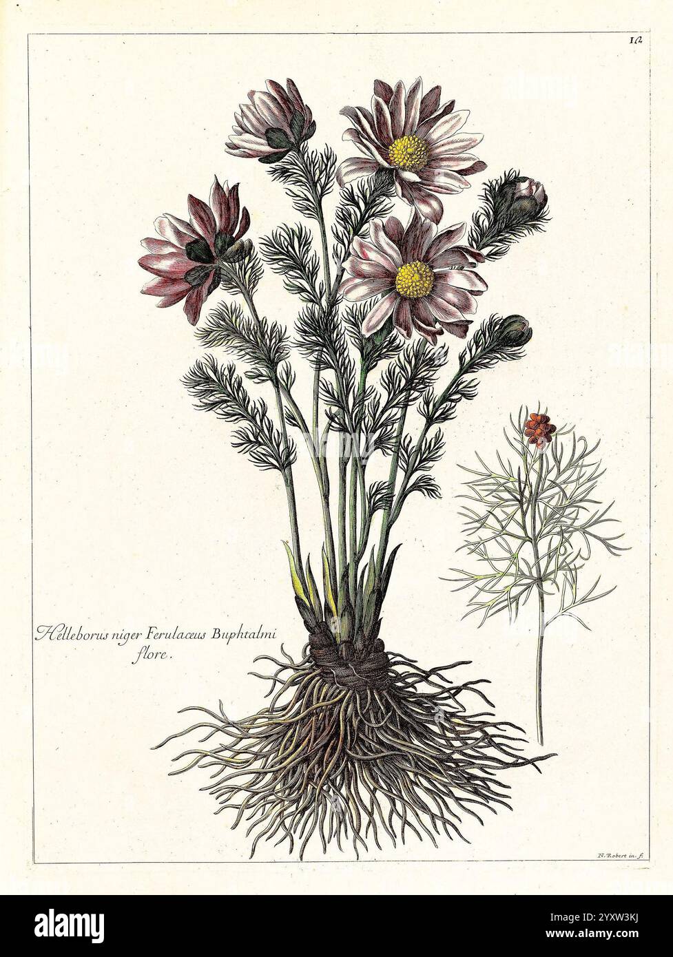 [Recueil des plantes dessinées et gravées par ordre du roi Louis XIV], Paris, Impr. royale, 1786, pictorial works, plants, A beautifully illustrated botanical depiction showcases a cluster of vibrant flowers, prominently featuring blooming petals in shades of pink and white. The stems rise gracefully from a detailed root system, which is skillfully rendered to highlight the intricacies of the plant's structure. Beside the main cluster, a smaller, delicate flower with fine, feathery leaves adds a contrast in scale and form, creating a harmonious composition that emphasizes the elegance of botan Stock Photo