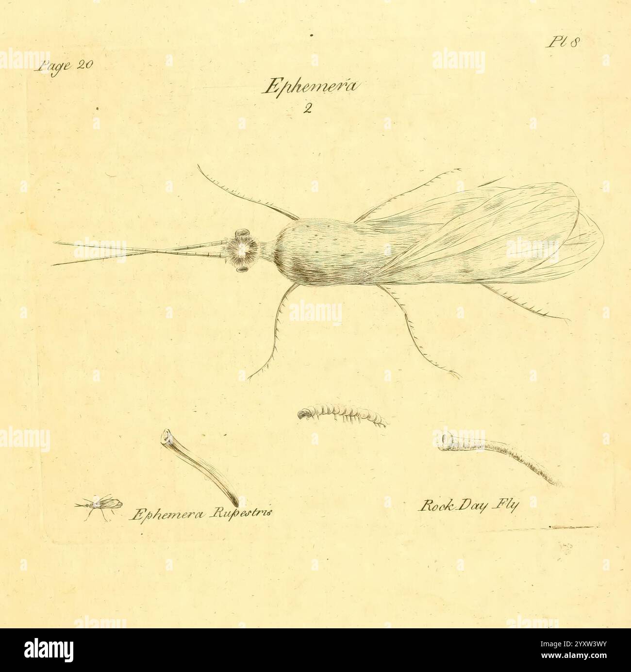 A decade of curious insects London, Printed for the author in St. James ...