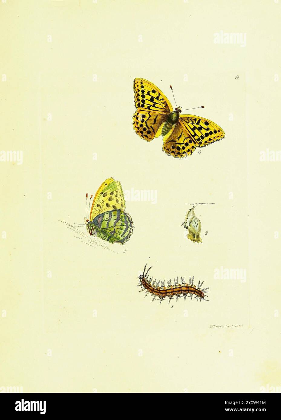 Chrysalis showcases hi-res stock photography and images - Alamy