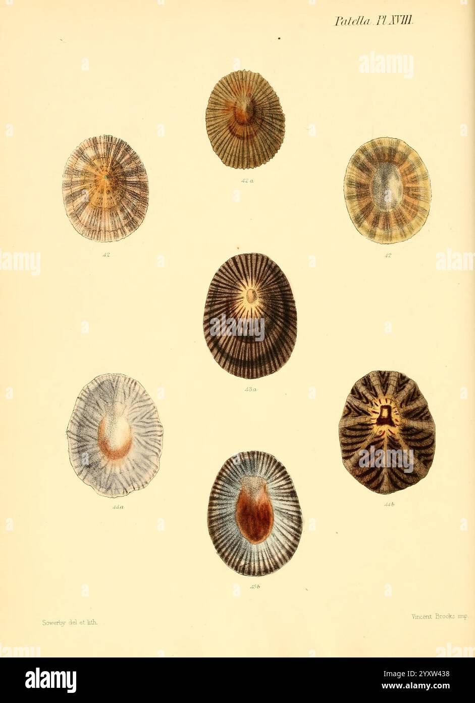 Conchologia iconica, or Illustrations of the shells of molluscous ...