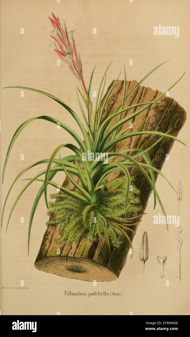 Tillandsia puchellis plant hi-res stock photography and images - Alamy