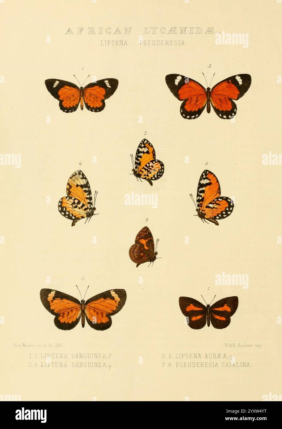 Rhopalocera, exotica, London, Gurney, Jackson, 1887-1902, butterflies ...