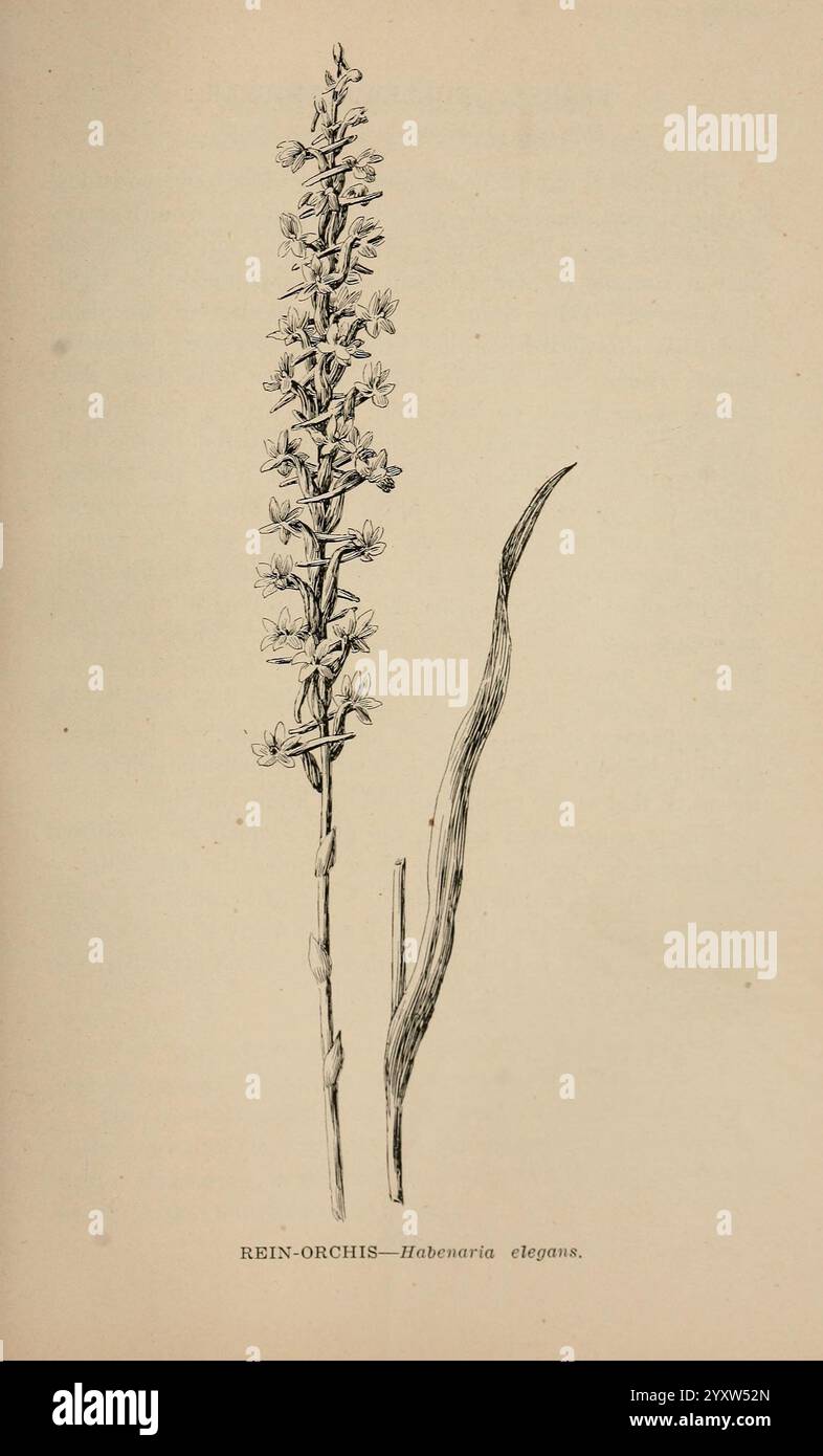 Tall stalk features long hi-res stock photography and images - Alamy