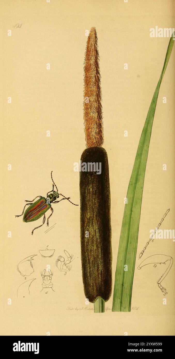 Typha latifolia illustration hi-res stock photography and images - Alamy