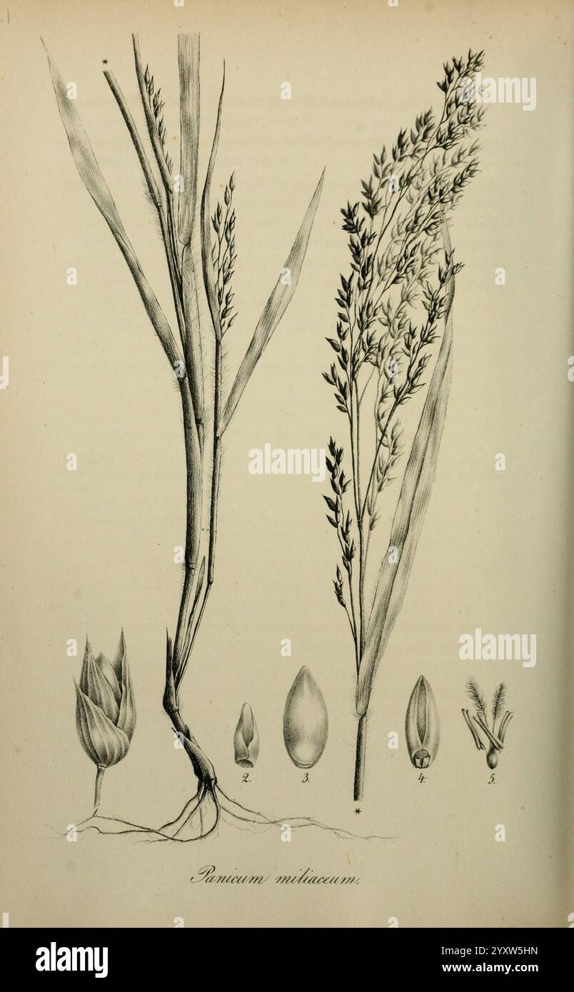 Millets Structure Five numbered sections hi-res stock photography and images - Alamy