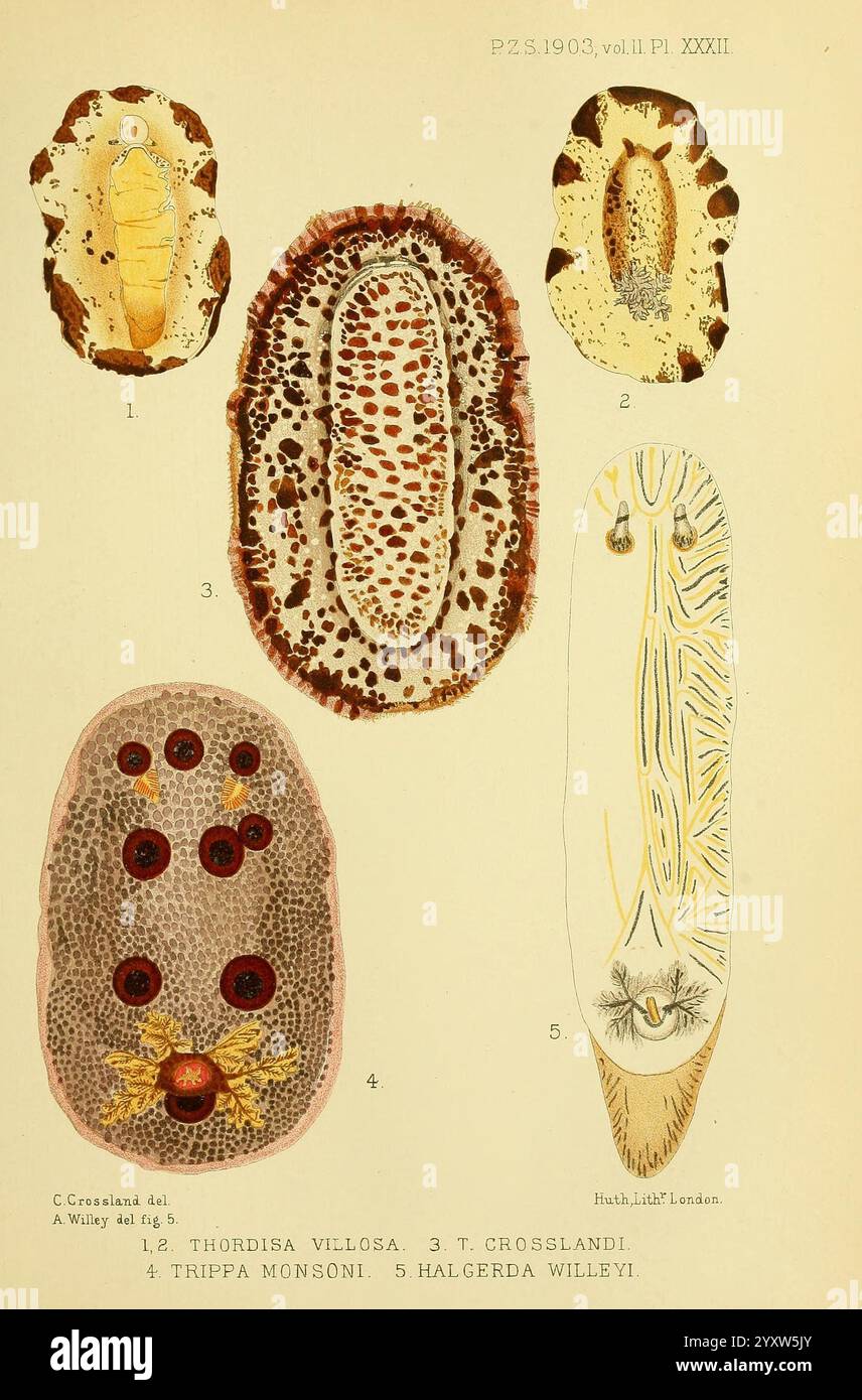 Specimen Structure Larger elongated specimen hi-res stock photography and images - Alamy