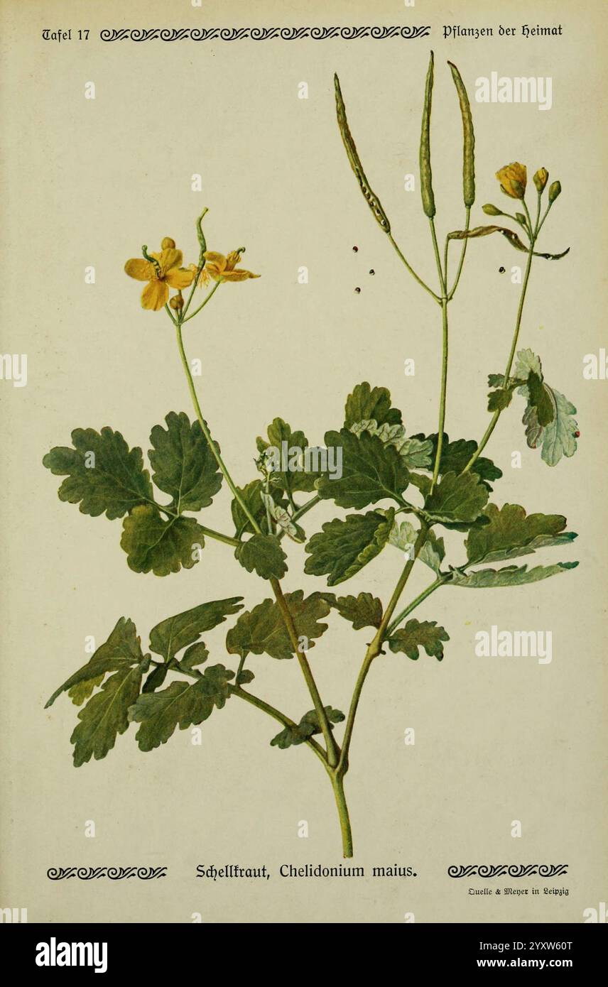 Pflanzen der Heimat Leipzig Quelle und Meyer 1913 Germany Pictorial Works Plants The New York Botanical Garden Chelidonium Majus, The illustration showcases a plant known as Chelidonium majus, commonly referred to as Greater Celandine. It features a detailed depiction of the plant's distinctive characteristics: the leaves, which are lobed and a vibrant green, and the bright yellow flowers that bloom atop slender stems. The plant is rendered with meticulous attention to its botanical qualities, including the shape and arrangement of its leaves and flowers, along with seed pods that hint at its Stock Photo